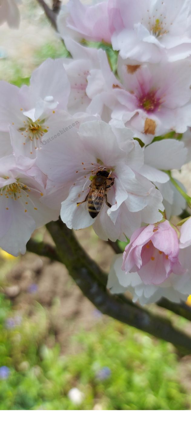 Biene an einer Kirschblüte