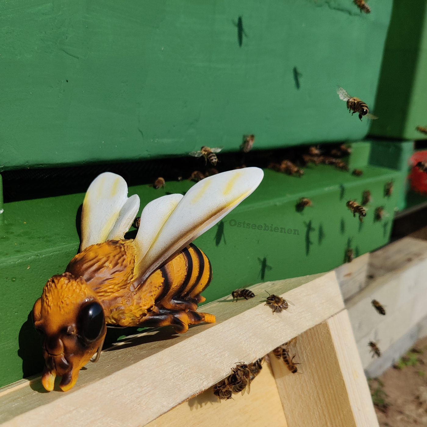 Bienen am Flugloch der Beute