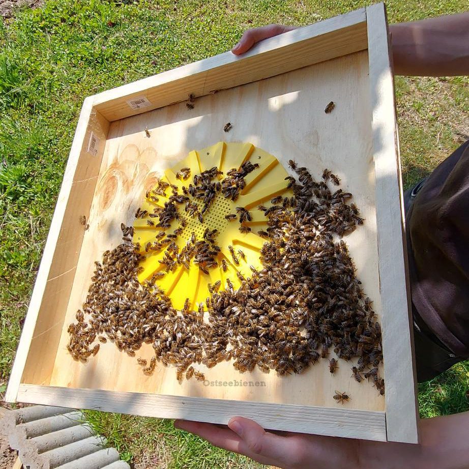 Rahmen mit Bienenvolk in den Händen